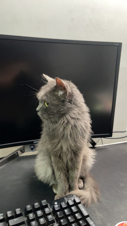 قطة أنثى للتبني – 7 شهور – بمقابل المستلزمات