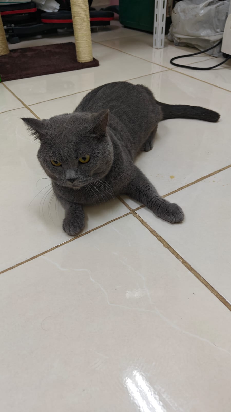 قط سكوتش ستريت للبيع – عمره سنة ونصف – مع أغراضه