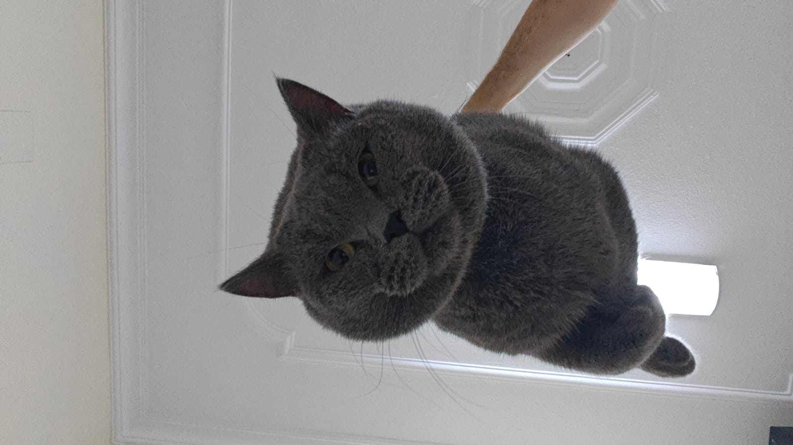 قط سكوتش ستريت للبيع – عمره سنة ونصف – مع أغراضه