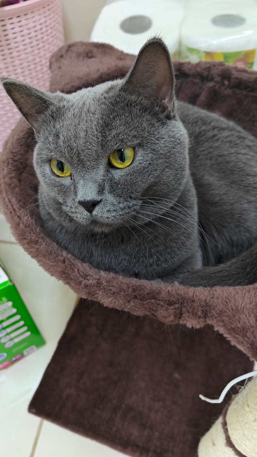 قط سكوتش ستريت للبيع – عمره سنة ونصف – مع أغراضه