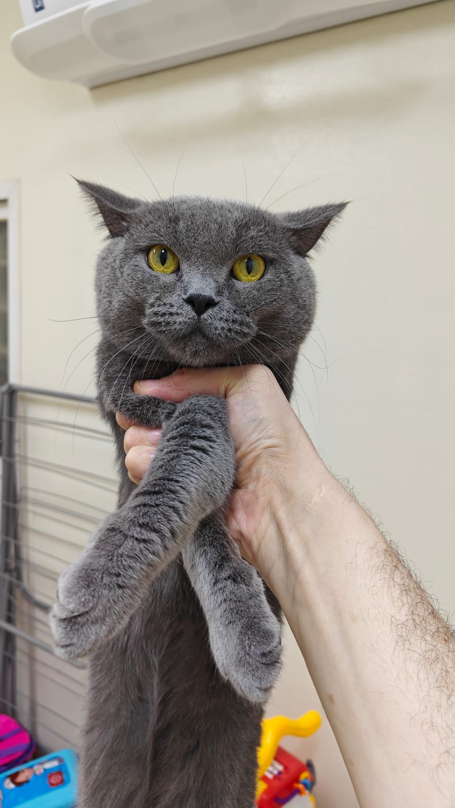 قط سكوتش ستريت للبيع – عمره سنة ونصف – مع أغراضه