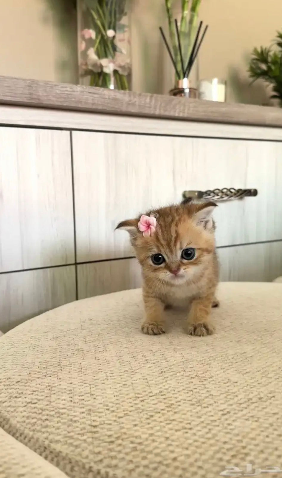 قط سكوتش فولد للتبني