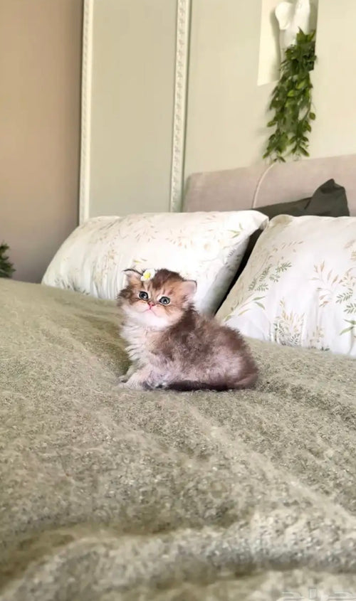 قط سكوتش فولد للتبني