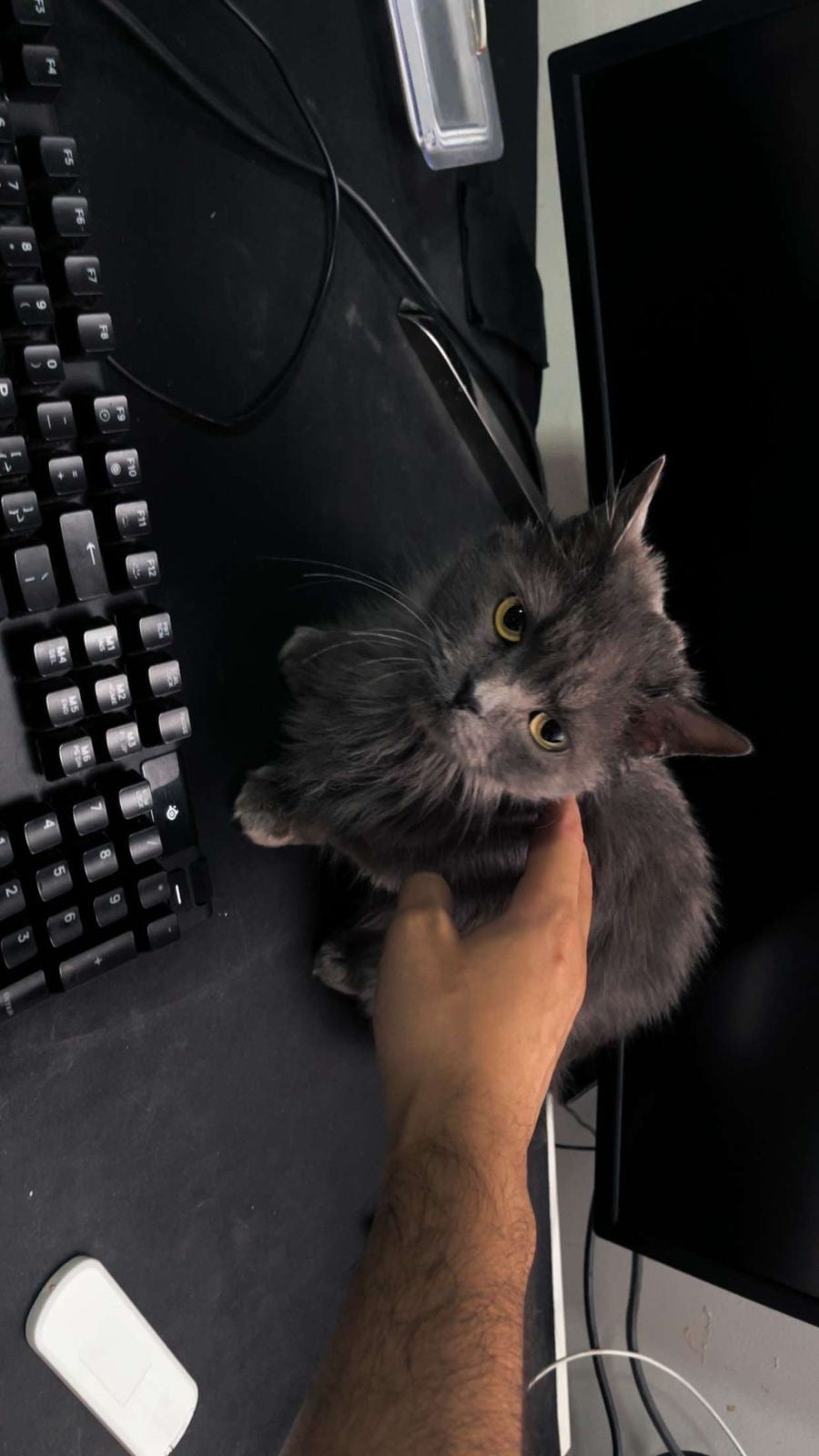 قطة أنثى للتبني – 7 شهور – بمقابل المستلزمات