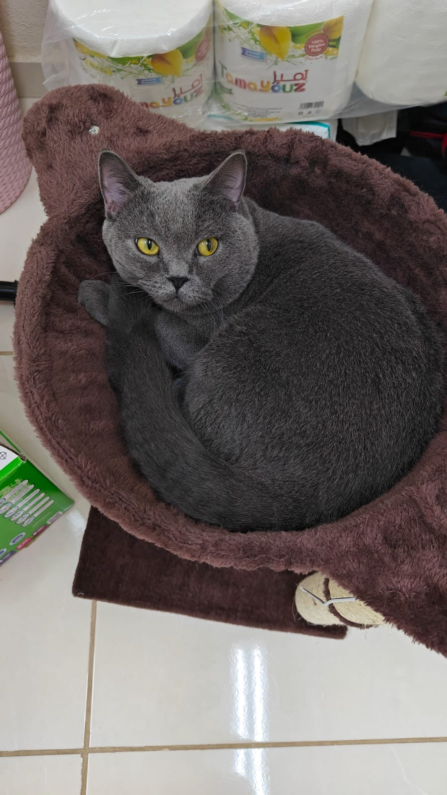 قط سكوتش ستريت للبيع – عمره سنة ونصف – مع أغراضه